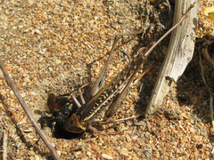 Palmodes occitanicus