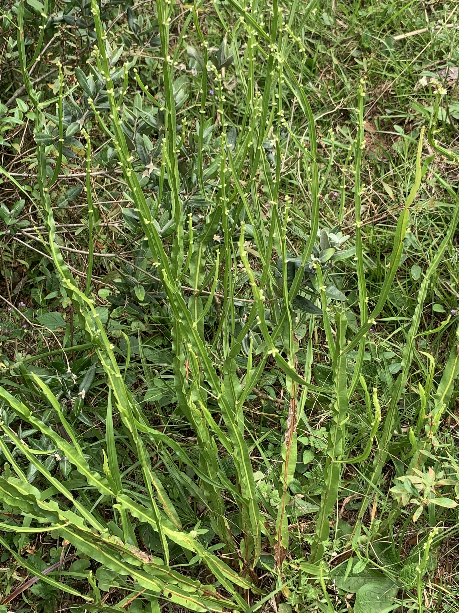 Baccharis trimera