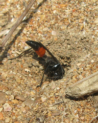 Palmodes occitanicus