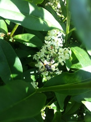 Synanthedon myopaeformis