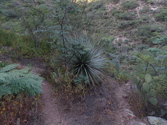 Dasylirion acrotrichum