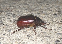 Phyllophaga rugosa