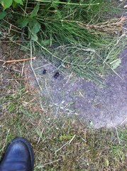 Dorcus parallelipipedus