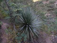 Dasylirion acrotrichum