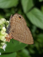 Anthene emolus goberus