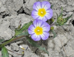 Convolvulus meonanthus
