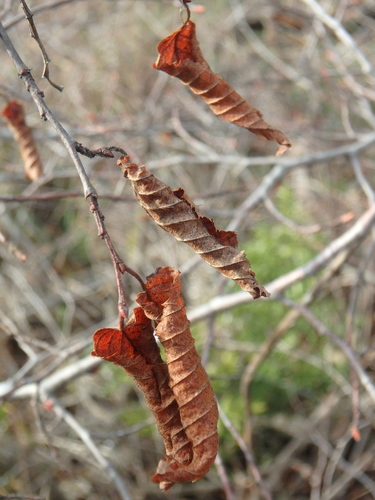 Eastern Hornbeam