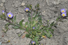 Convolvulus meonanthus
