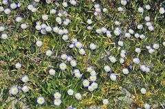 Convolvulus meonanthus