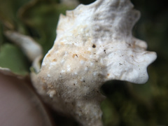 Pseudocyphellaria chloroleuca