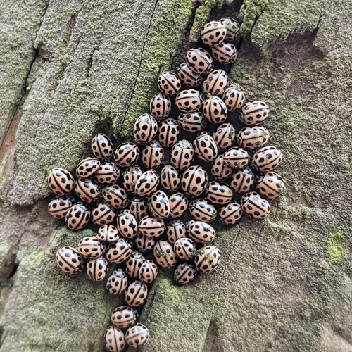 Šešiolikataškė Boružė nuotrauka