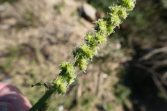 Amaranthus greggii