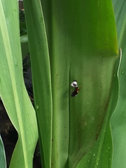 Polistes sagittarius