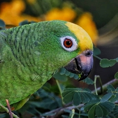 Yellow-Crowned Amazon photo 5