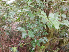 Ilex colchica