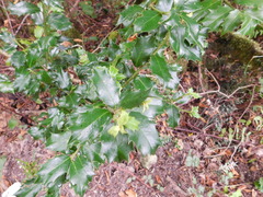Ilex colchica