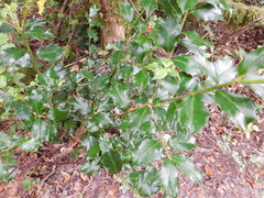 Ilex colchica
