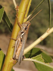 Melanoplus pictus