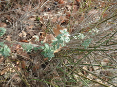 Odontarrhena tortuosa