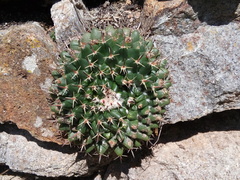 Mammillaria uncinata