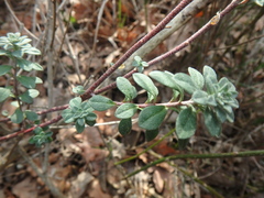 Odontarrhena tortuosa