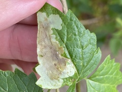 Pterygota