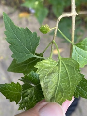 Pterygota