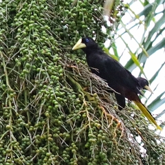 Psarocolius decumanus