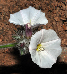 Convolvulus lanuginosus