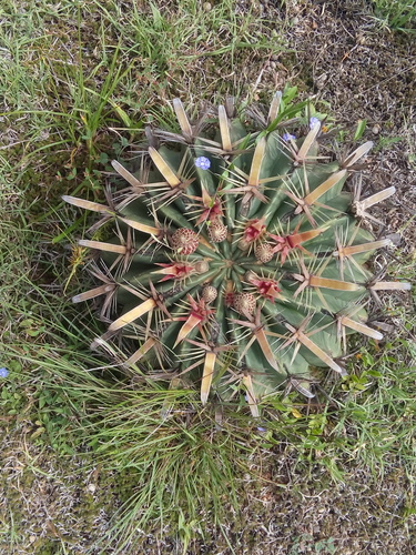 Devil's Tongue Barrel Cactus