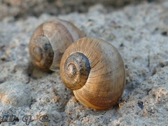 Gastropoda