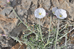 Convolvulus lanuginosus