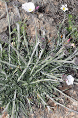 Convolvulus lanuginosus
