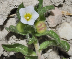 Convolvulus humilis