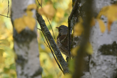 Turdus pilaris