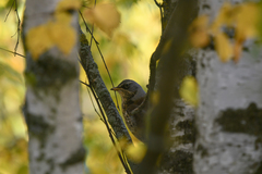 Turdus pilaris