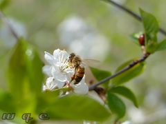 Apis mellifera