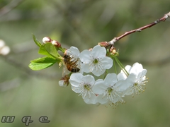 Apis mellifera