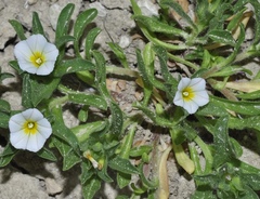 Convolvulus humilis