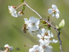 Apis mellifera