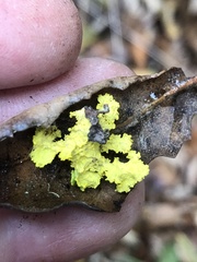 Vulpicida canadensis