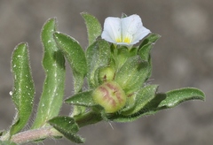 Convolvulus humilis