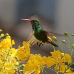 Chionomesa fimbriata