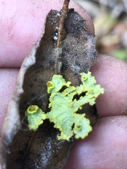 Vulpicida canadensis