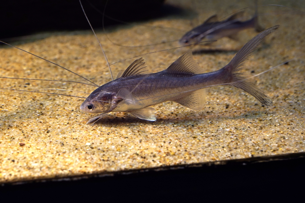 Paradise Threadfin