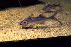 Paradise Threadfin photo 1