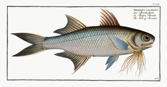 Paradise Threadfin photo 2