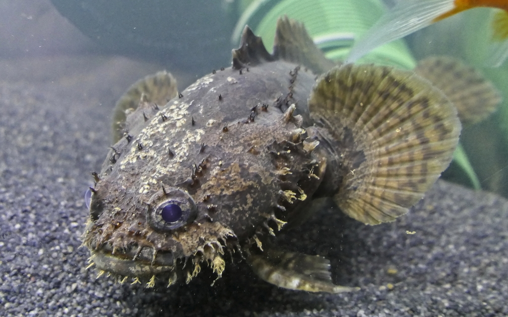 Grunting Toadfish