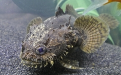Grunting Toadfish photo 1