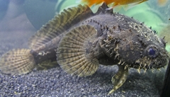 Grunting Toadfish photo 2